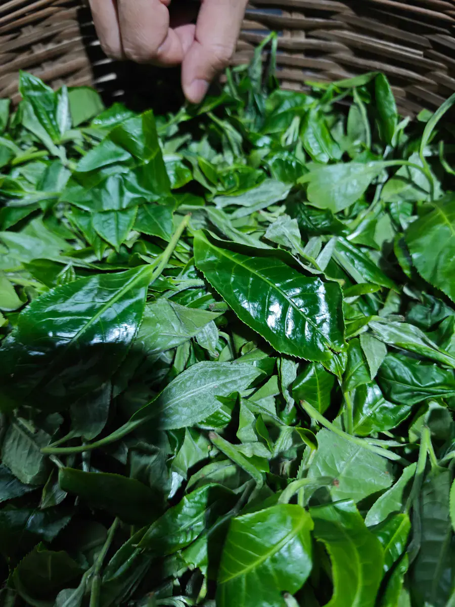 A hand lifting freshly picked tea leaves from a woven basket in the Bulang Mountain area