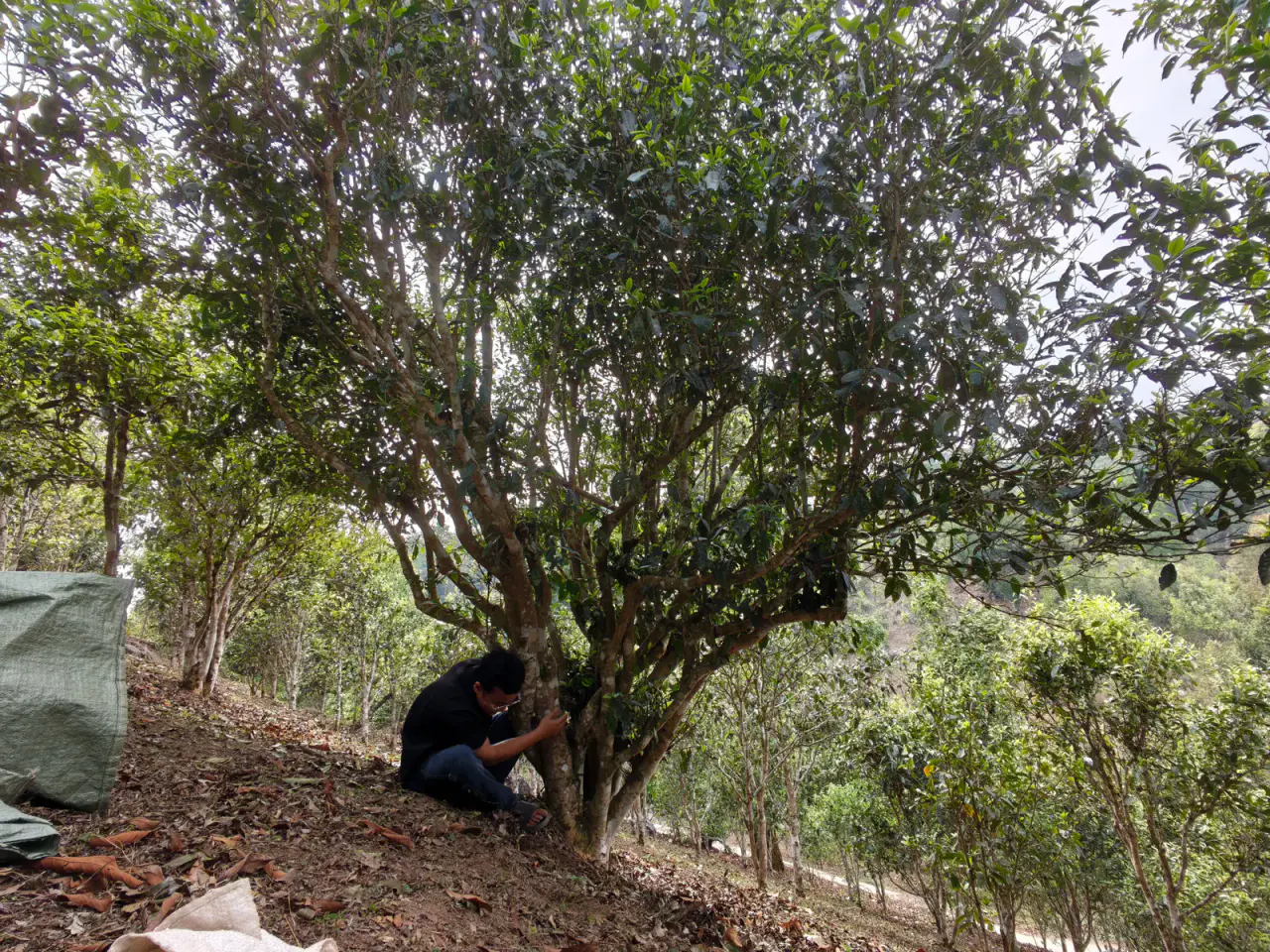 A broad old tea tree growing on a dry slope near Lao Banzhang