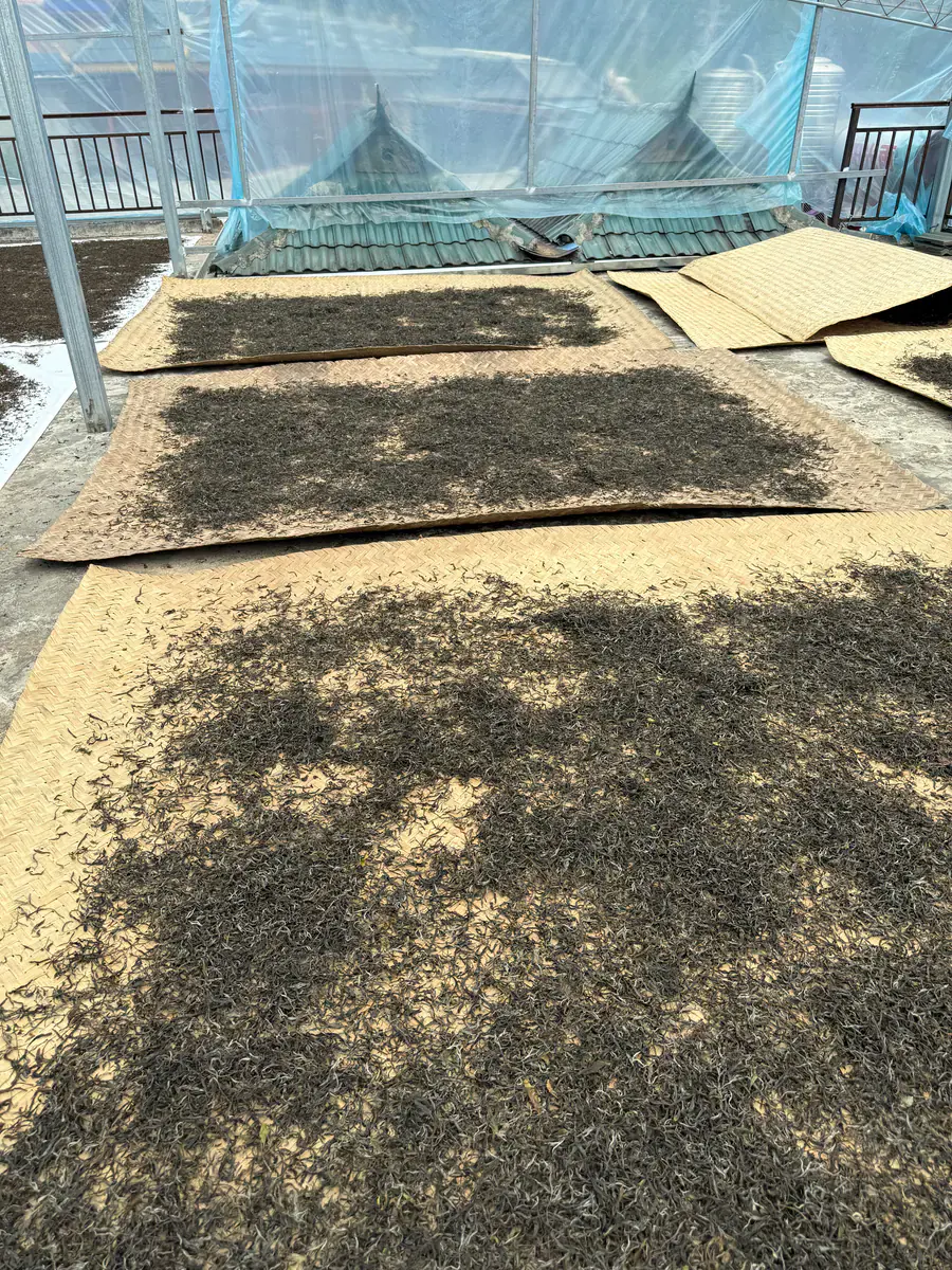 Processed tea spread thinly across large mats on a sunny terrace