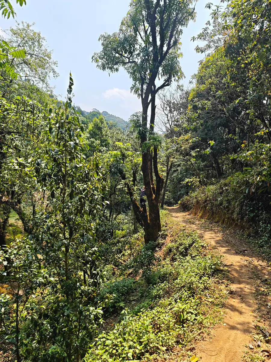 A narrow dirt path curving between tea and forest trees in a high Mengsong garden