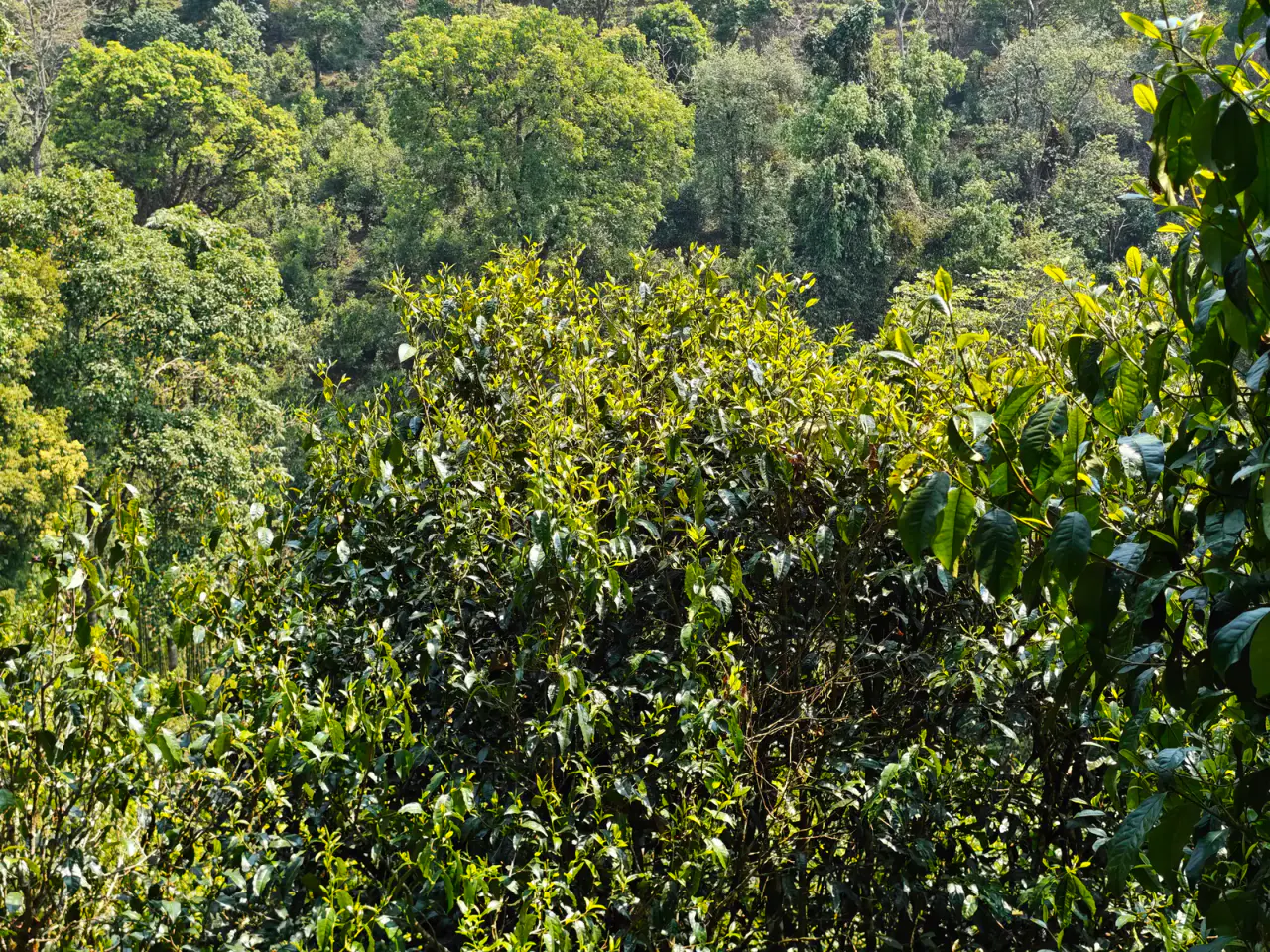 Large tea bushes growing among mixed forest on a steep Mengsong hillside