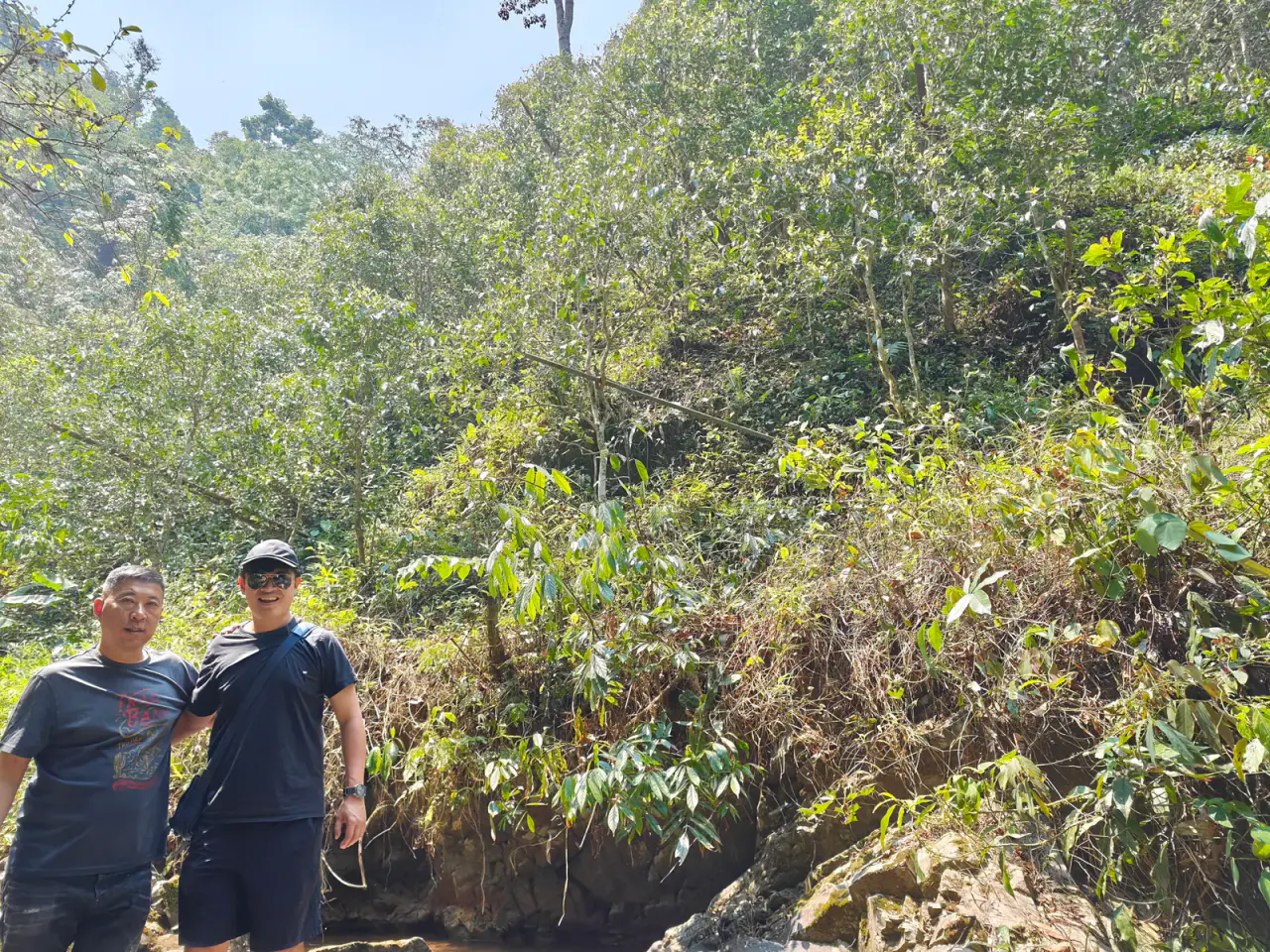 Two travellers standing below tea and mixed forest on a steep hillside south of Yiwu