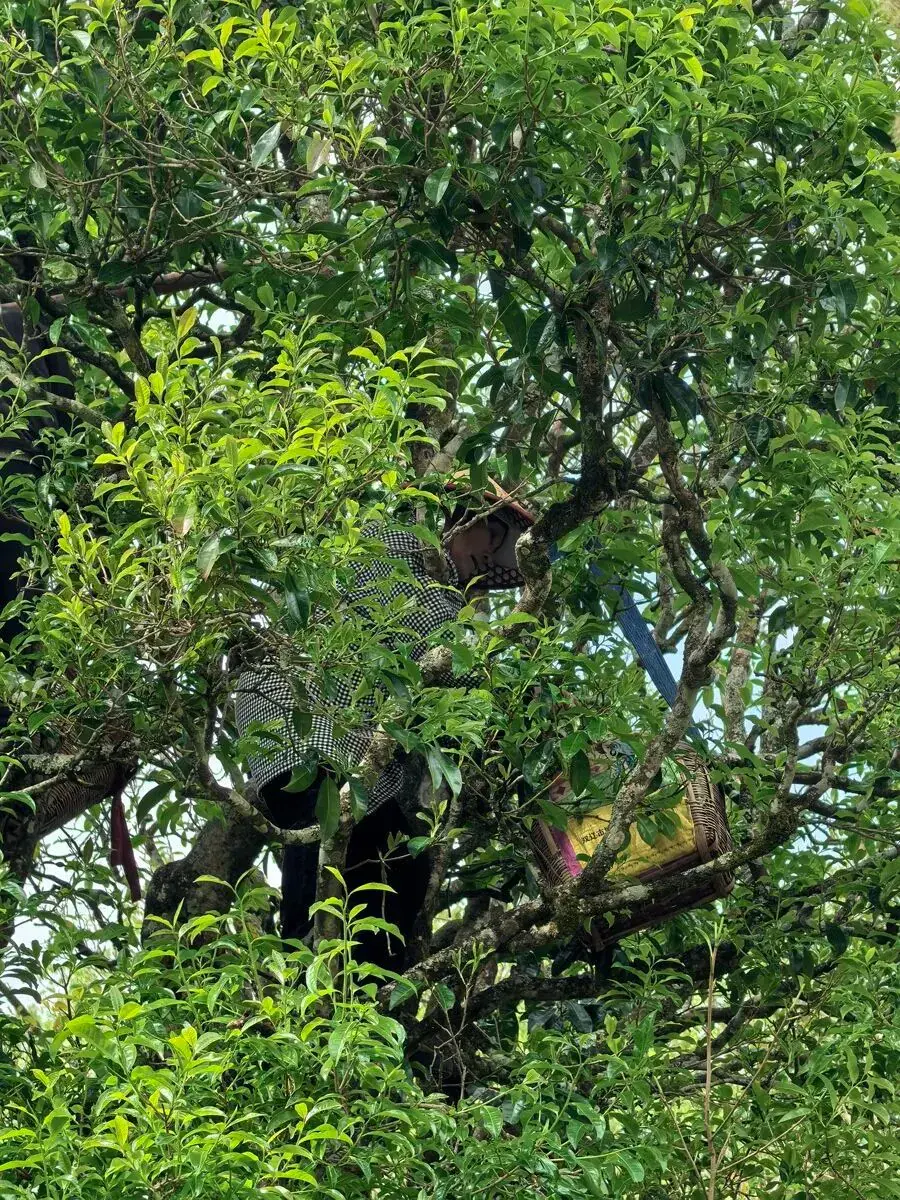 Harvesting an ancient tree in Changning, April 2026