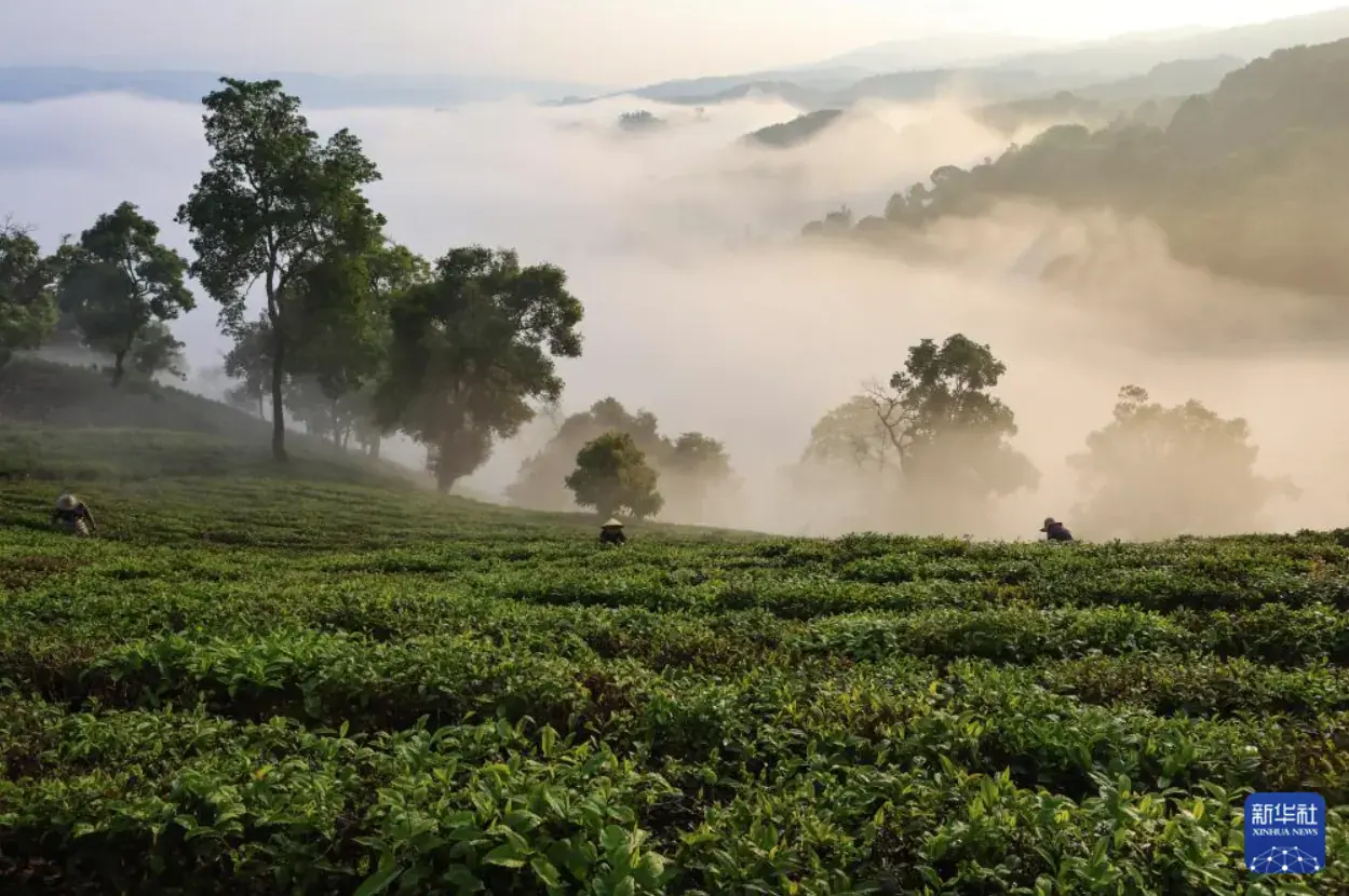 Mist over tea gardens in Menghai, mid-March 2026